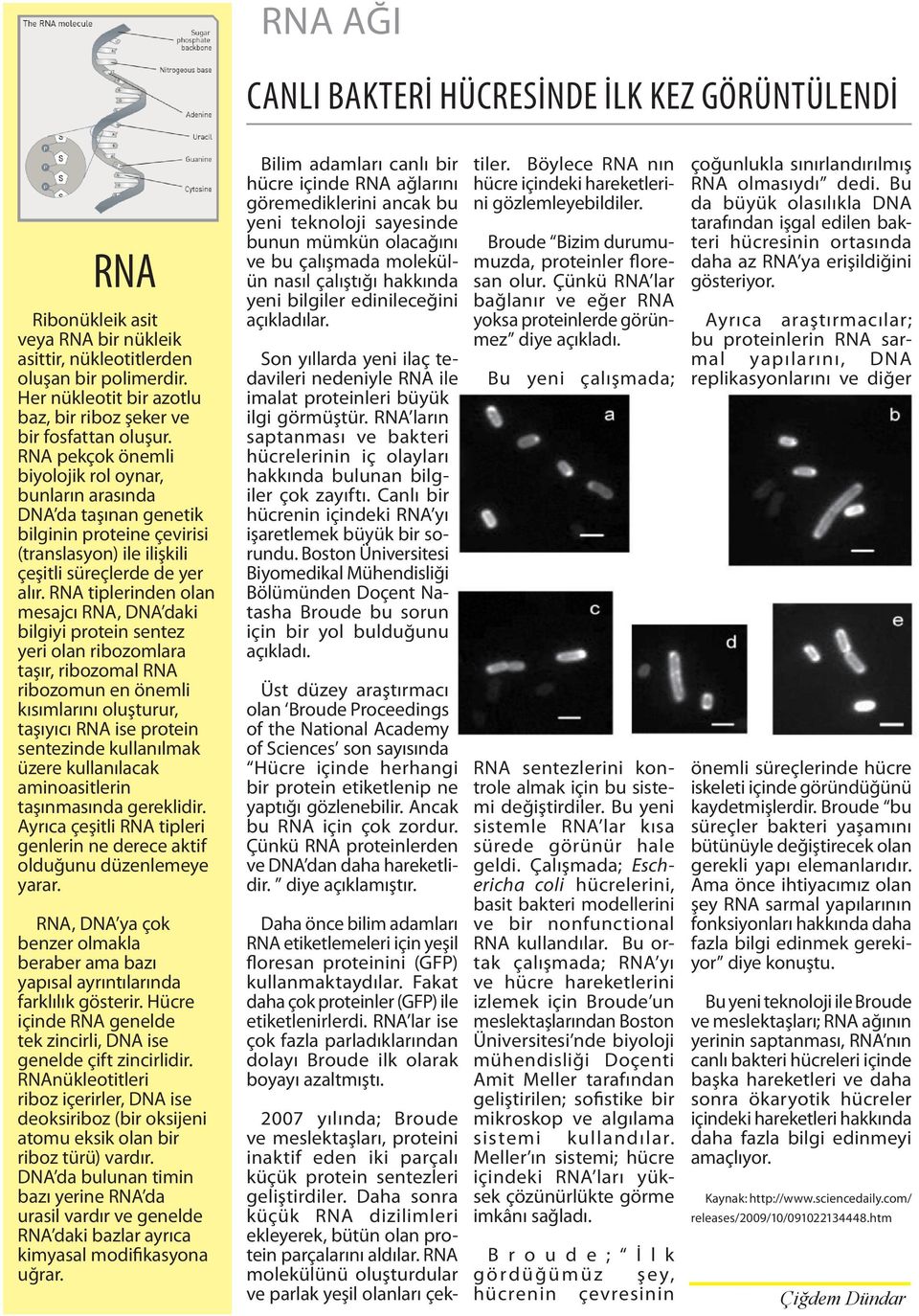 RNA pekçok önemli biyolojik rol oynar, bunların arasında DNA da taşınan genetik bilginin proteine çevirisi (translasyon) ile ilişkili çeşitli süreçlerde de yer alır.