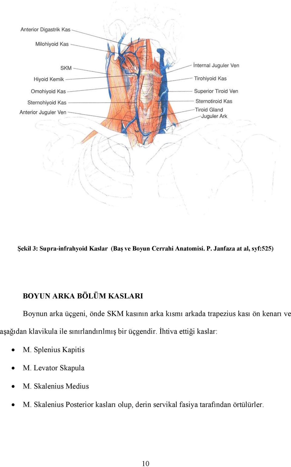 trapezius kası ön kenarı ve aşağıdan klavikula ile sınırlandırılmış bir üçgendir.