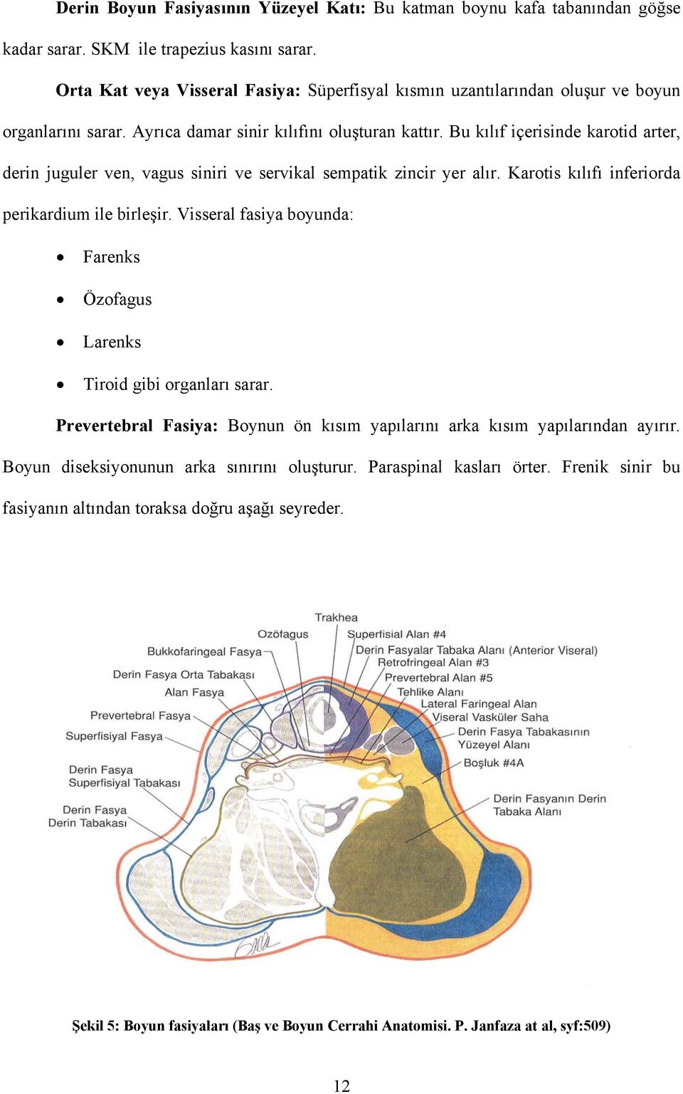 Bu kılıf içerisinde karotid arter, derin juguler ven, vagus siniri ve servikal sempatik zincir yer alır. Karotis kılıfı inferiorda perikardium ile birleşir.
