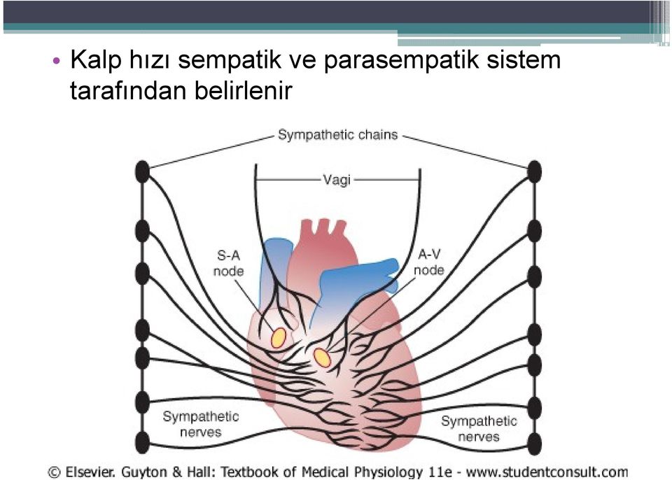 parasempatik