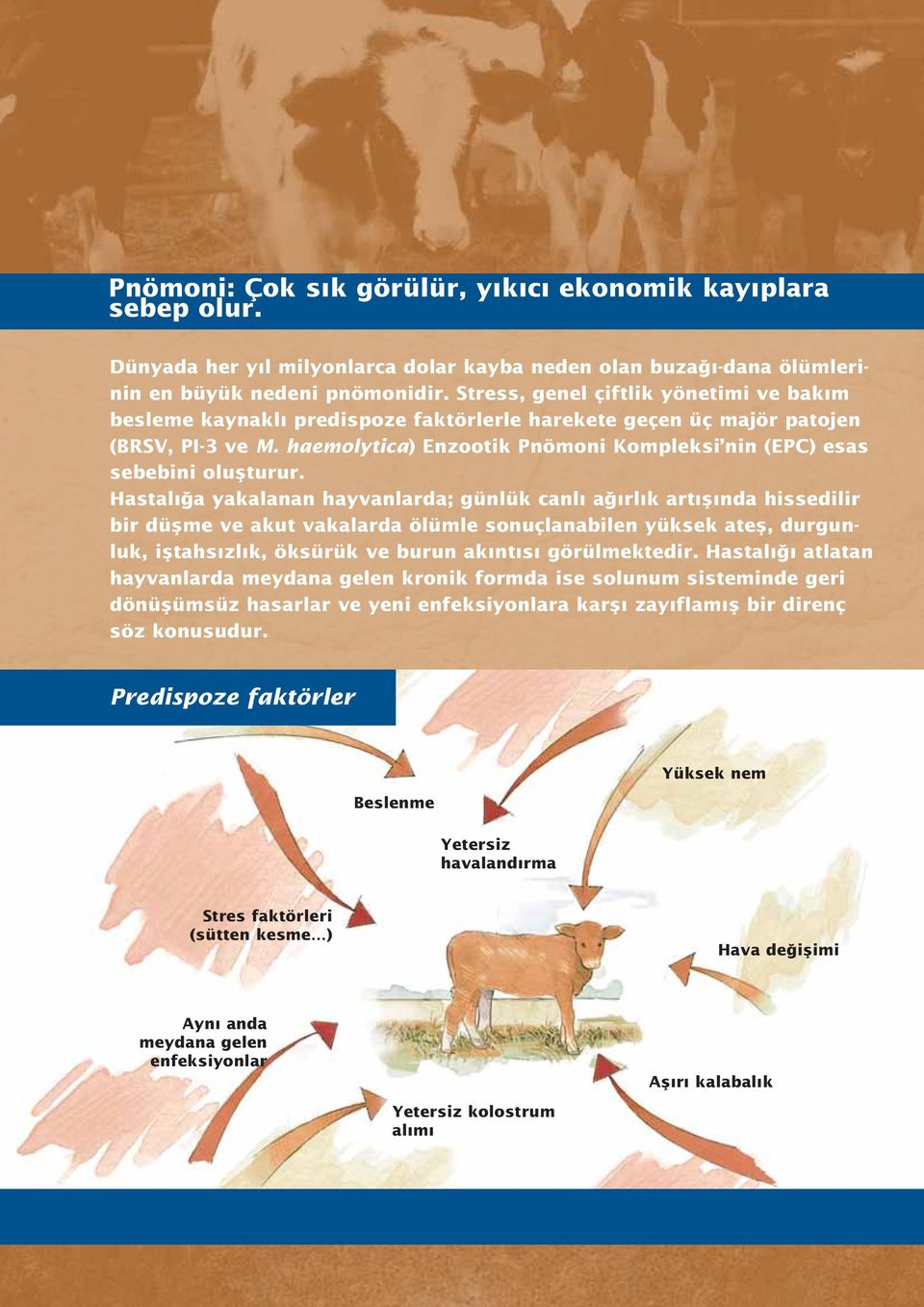 haemolytica) Enzootik Pnömoni Kompleksi nin (EPC) esas sebebini oluflturur.