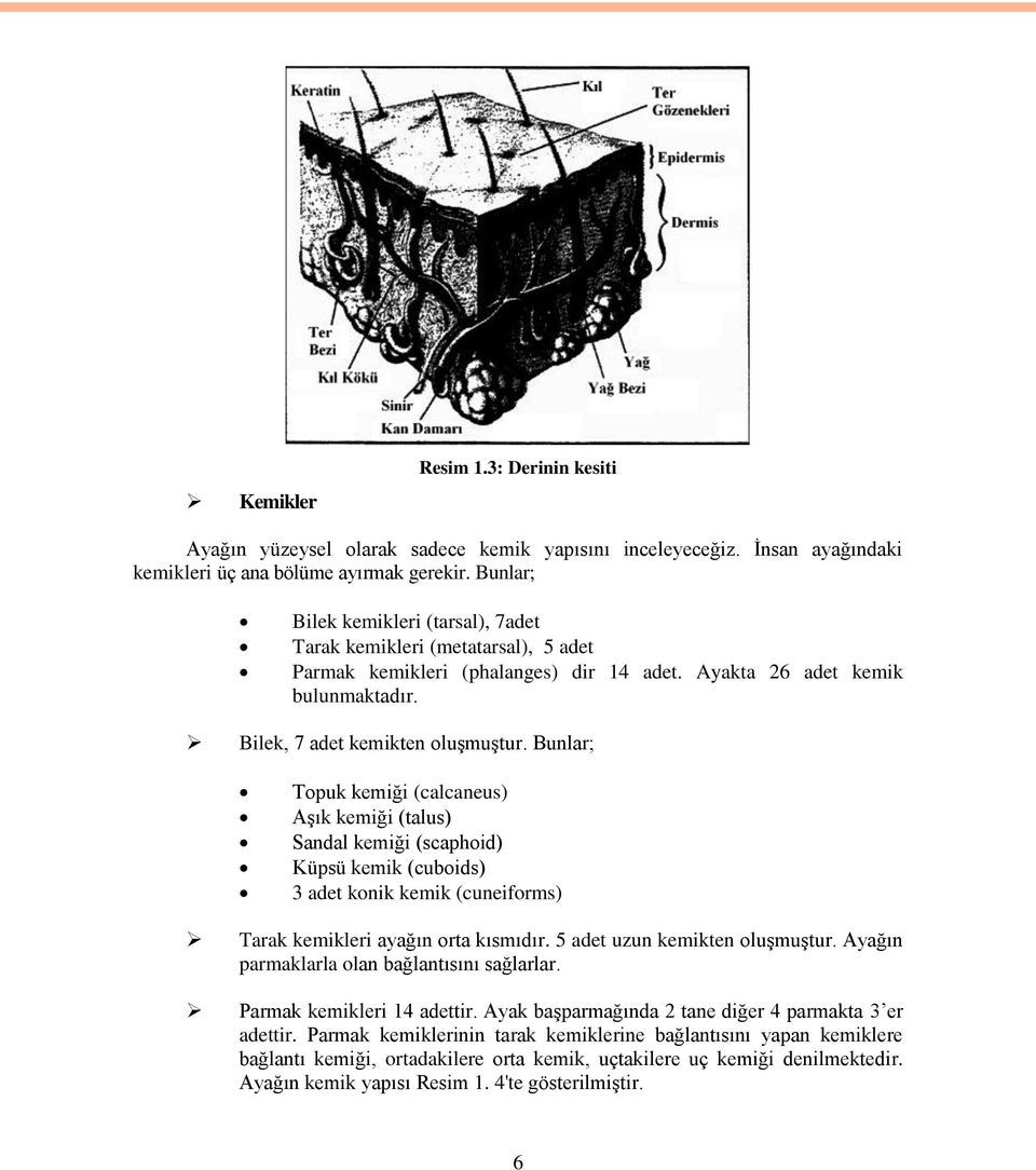 Bunlar; Topuk kemiği (calcaneus) Aşık kemiği (talus) Sandal kemiği (scaphoid) Küpsü kemik (cuboids) 3 adet konik kemik (cuneiforms) Tarak kemikleri ayağın orta kısmıdır.