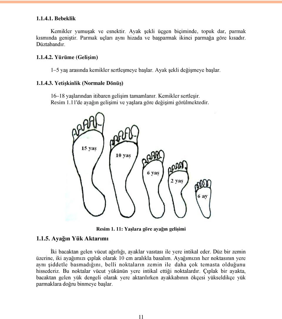 Resim 1.11'de ayağın gelişimi ve yaşlara göre değişimi görülmektedir. 1.1.5. Ayağın Yük Aktarımı Resim 1.