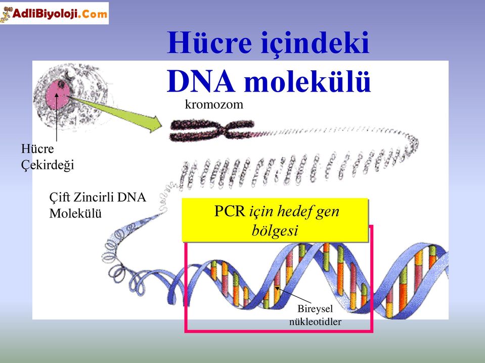 Zincirli DNA Molekülü PCR için