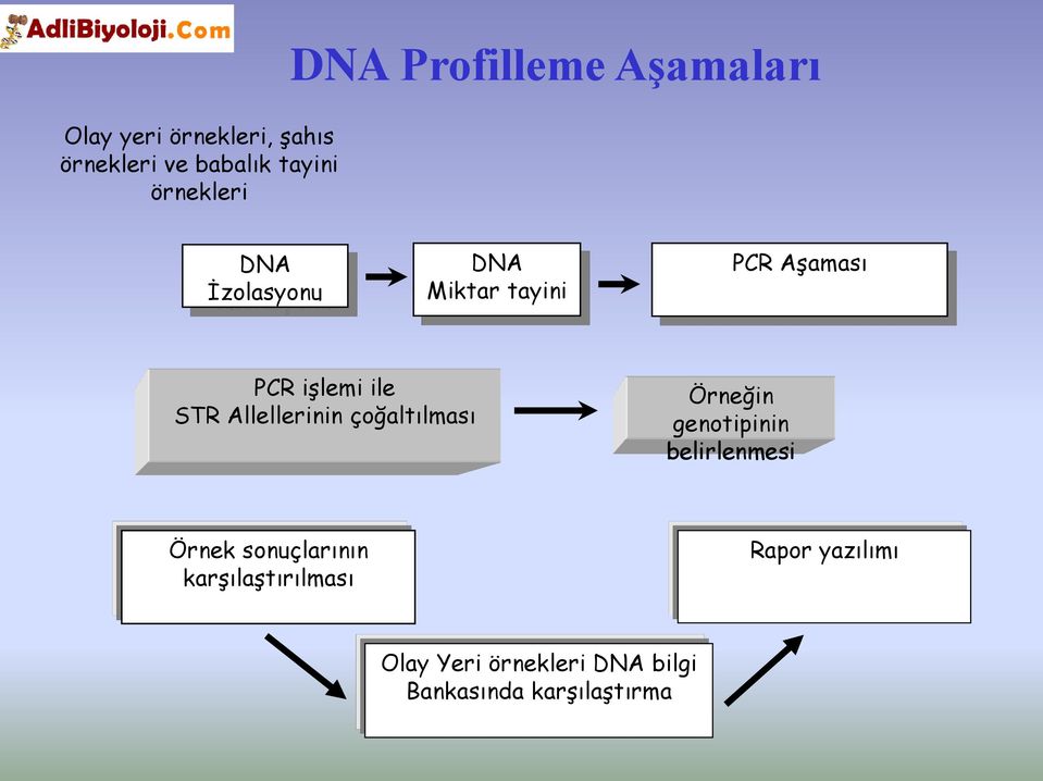 Allellerinin çoğaltılması Örneğin genotipinin belirlenmesi Örnek sonuçlarının