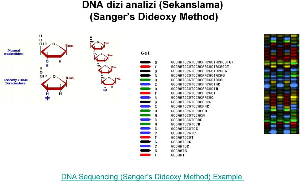 Dideoxy Method) DNA