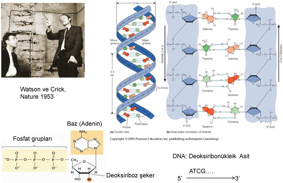 DNA: Deoksiribonükleik Asit