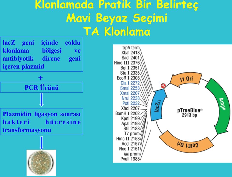 antibiyotik direnç geni içeren plazmid + PCR Ürünü