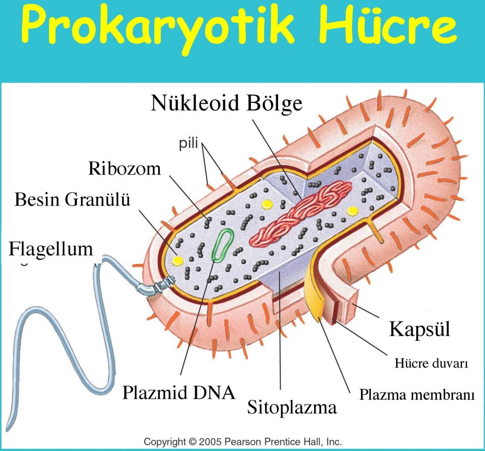 Flagellum Kapsül Hücre duvarı