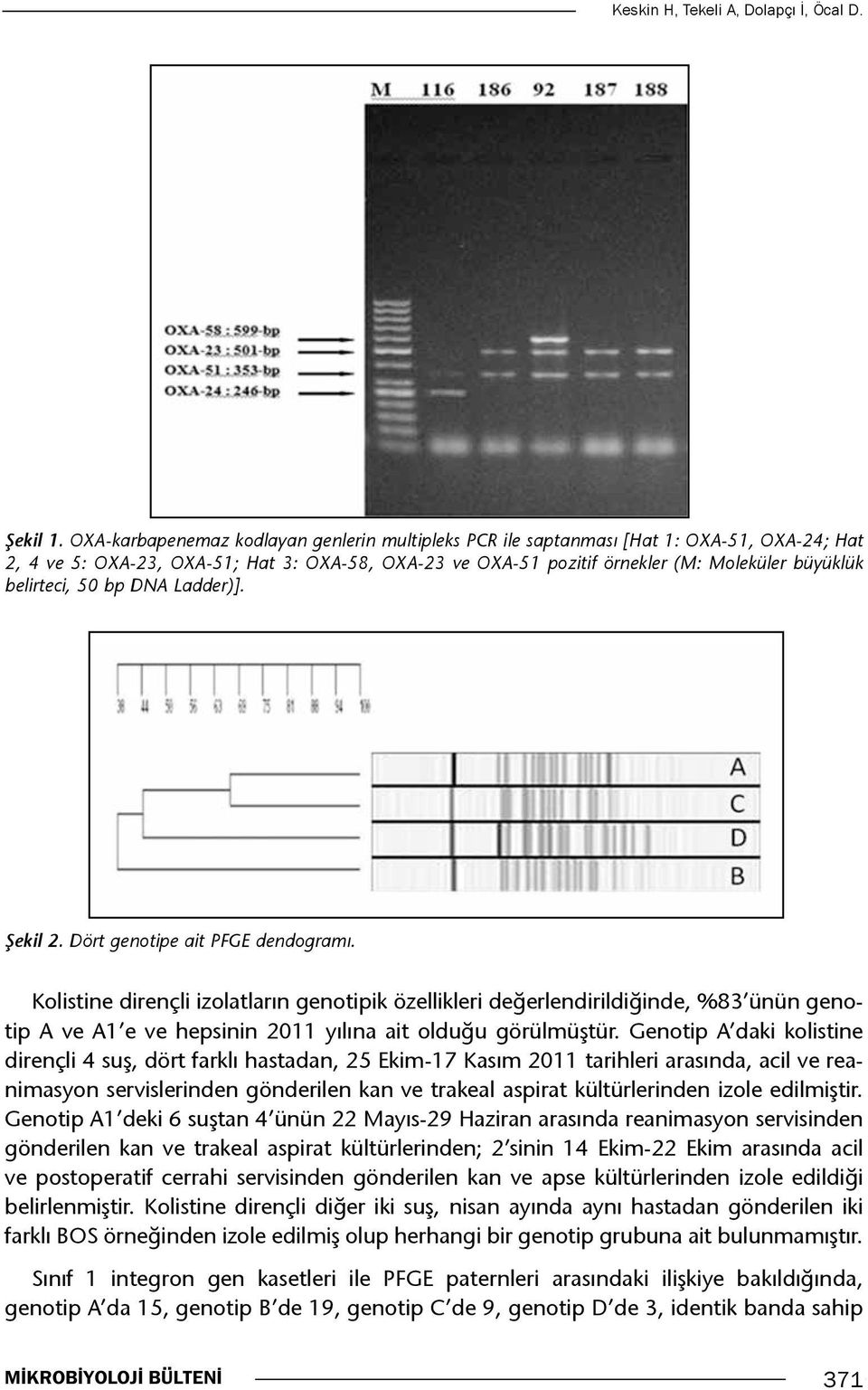 belirteci, 50 bp DNA Ladder)]. Şekil 2. Dört genotipe ait PFGE dendogramı.