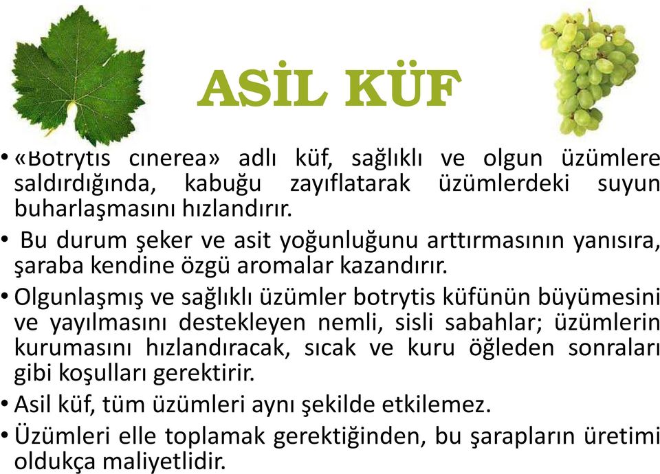 Olgunlaşmış ve sağlıklı üzümler botrytis küfünün büyümesini ve yayılmasını destekleyen nemli, sisli sabahlar; üzümlerin kurumasını