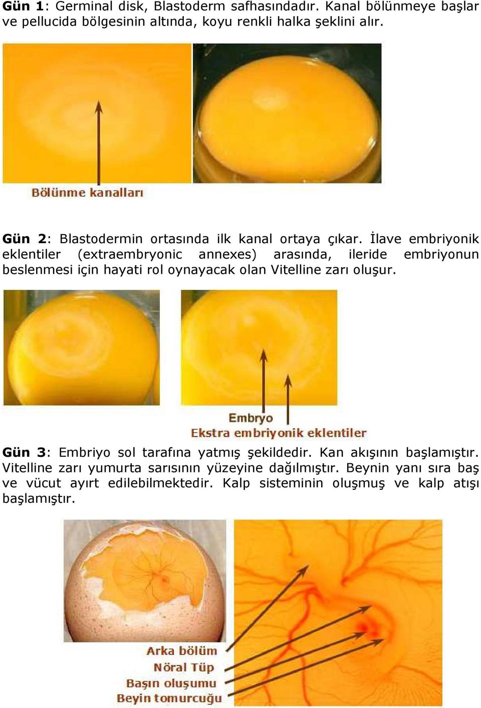 İlave embriyonik eklentiler (extraembryonic annexes) arasında, ileride embriyonun beslenmesi için hayati rol oynayacak olan Vitelline zarı