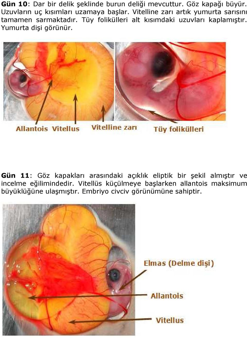 Yumurta dişi görünür.