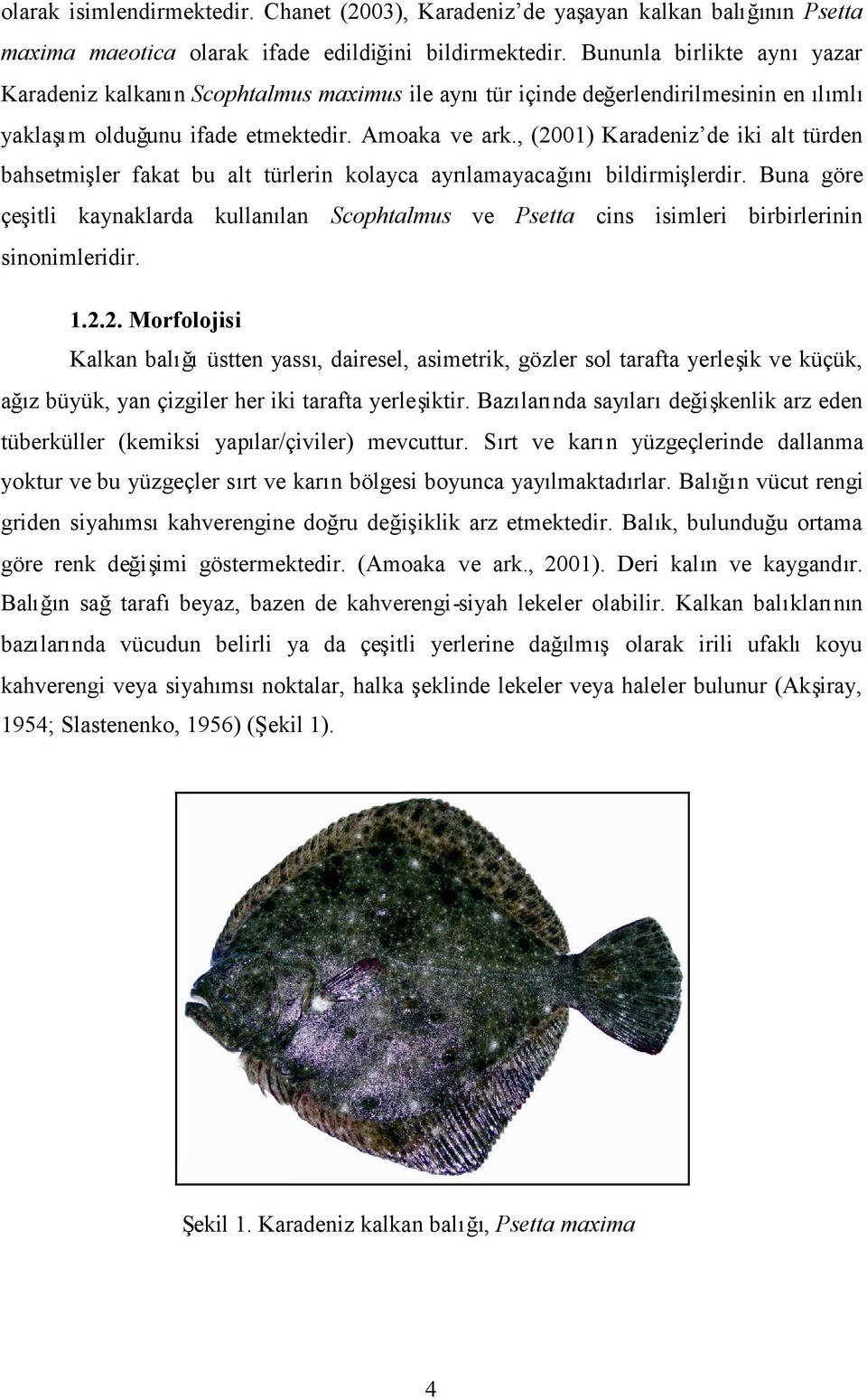 , (2001) Karadeniz de iki alt türden bahsetmiler fakat bu alt türlerin kolayca ayrlamayacağbildirmilerdir.