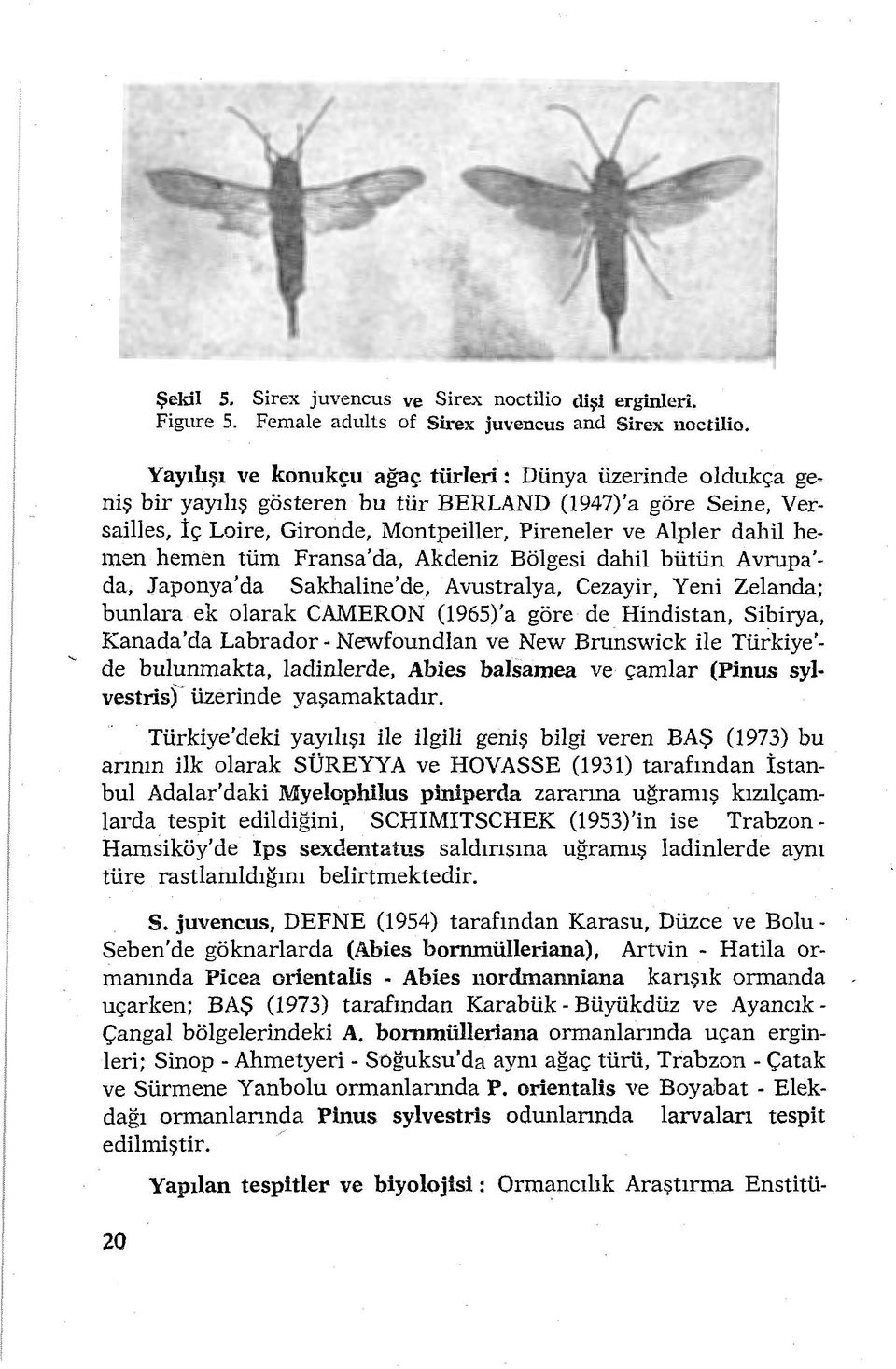 hemen tüm Fransa'da, Akdeniz Bölgesi dahil bütün Avrupa' da, Japonya'da Sakhaline'de, Avustralya, Cezayir, Yeni Zelanda; bunlara ek olarak CAMERON (1965)'a göre de Hindistan, Sibirya, Kanada' da