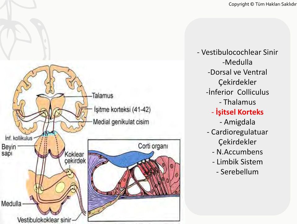 Thalamus - İşitsel Korteks - Amigdala -