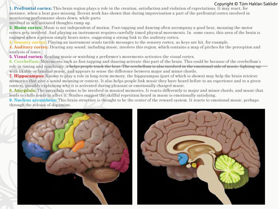 Motor cortex: Music is not independent of motion. Foot-tapping and dancing often accompany a good beat, meaning the motor cortex gets involved.