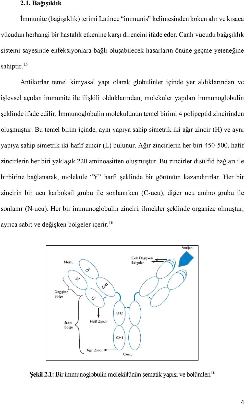 15 Antikorlar temel kimyasal yapı olarak globulinler içinde yer aldıklarından ve işlevsel açıdan immunite ile ilişkili olduklarından, moleküler yapıları immunoglobulin şeklinde ifade edilir.