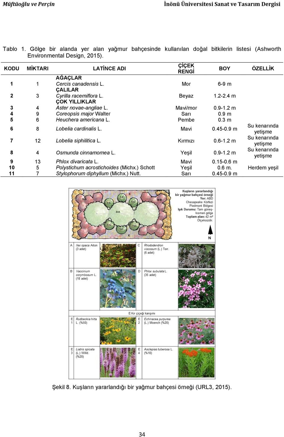 2 m 4 9 Coreopsis major Walter Sarı 0.9 m 5 6 Heuchera americana L. Pembe 0.3 m 6 8 Lobelia cardinalis L. Mavi 0.45-0.9 m 7 12 Lobelia siphilitica L. Kırmızı 0.6-1.2 m 8 4 Osmunda cinnamomea L.