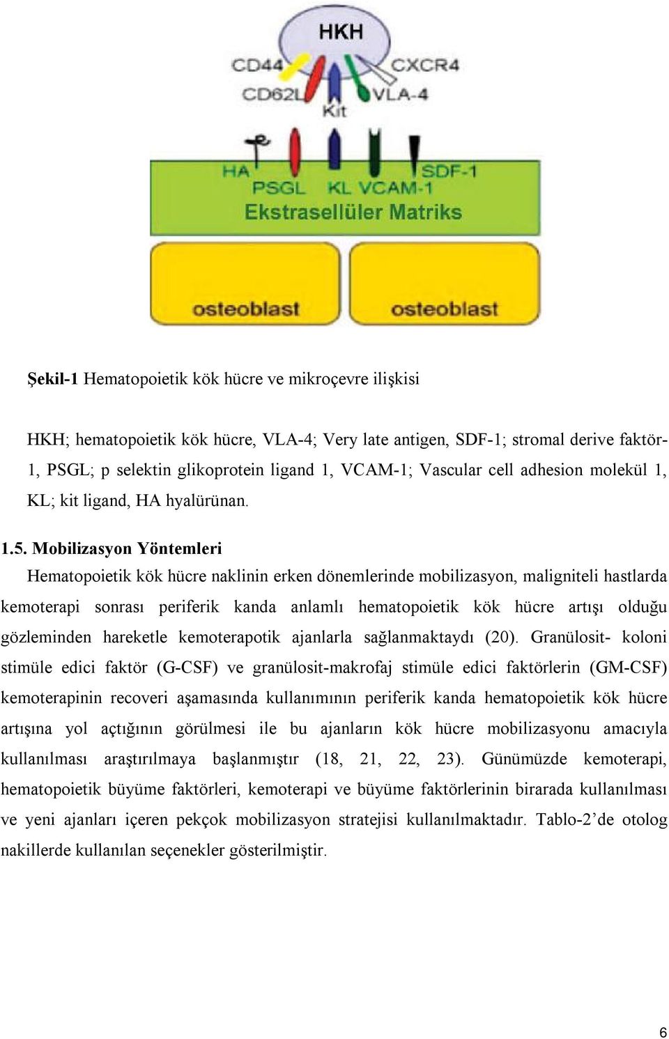 Mobilizasyon Yöntemleri Hematopoietik kök hücre naklinin erken dönemlerinde mobilizasyon, maligniteli hastlarda kemoterapi sonrası periferik kanda anlamlı hematopoietik kök hücre artışı olduğu