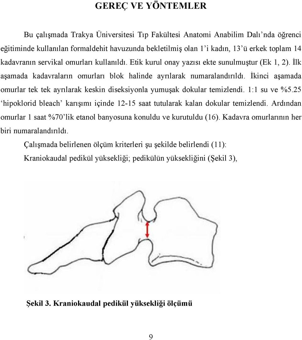 İkinci aşamada omurlar tek tek ayrılarak keskin diseksiyonla yumuşak dokular temizlendi. 1:1 su ve %5.25 hipoklorid bleach karışımı içinde 12-15 saat tutularak kalan dokular temizlendi.