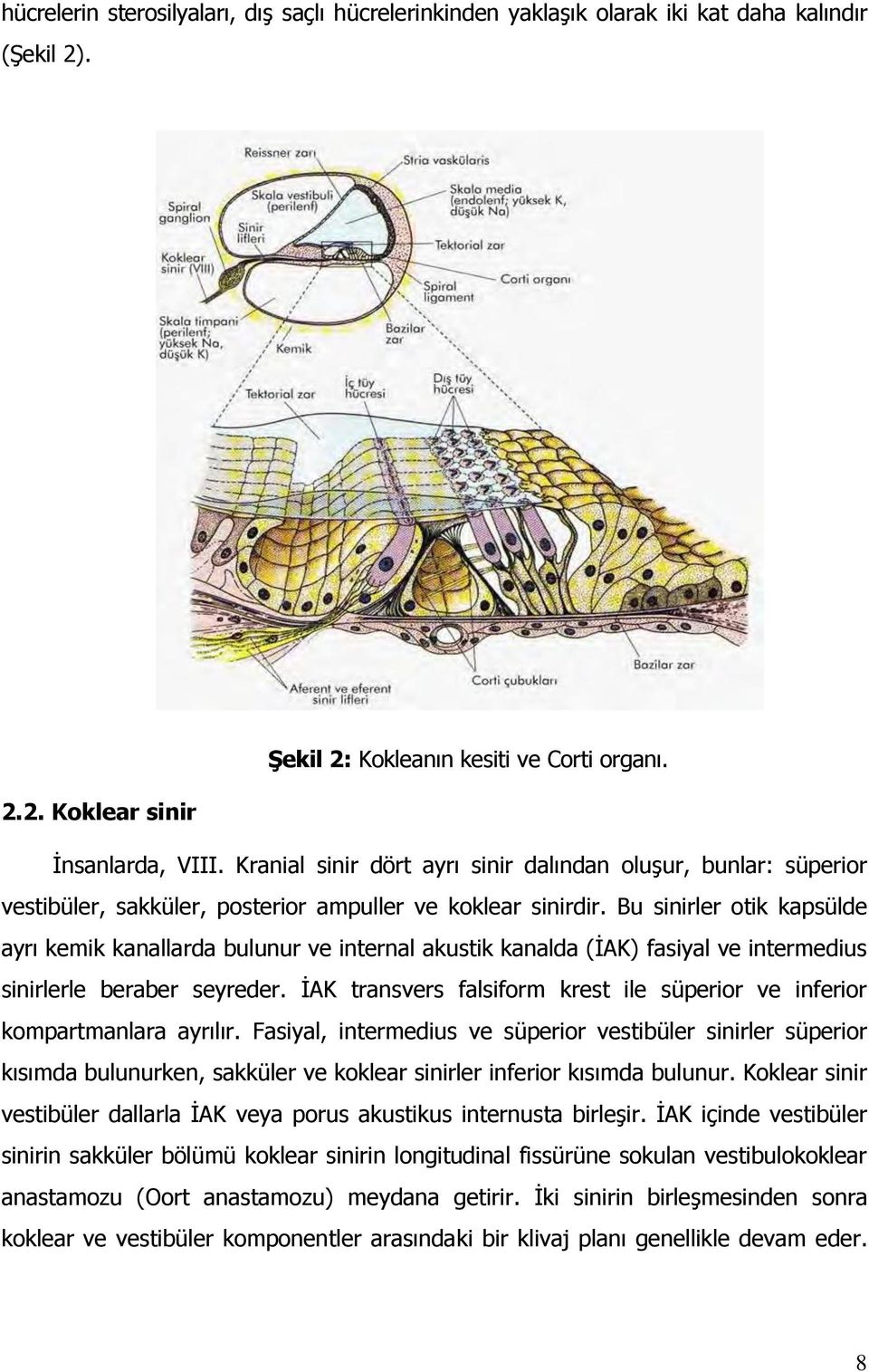 Bu sinirler otik kapsülde ayrı kemik kanallarda bulunur ve internal akustik kanalda (İAK) fasiyal ve intermedius sinirlerle beraber seyreder.