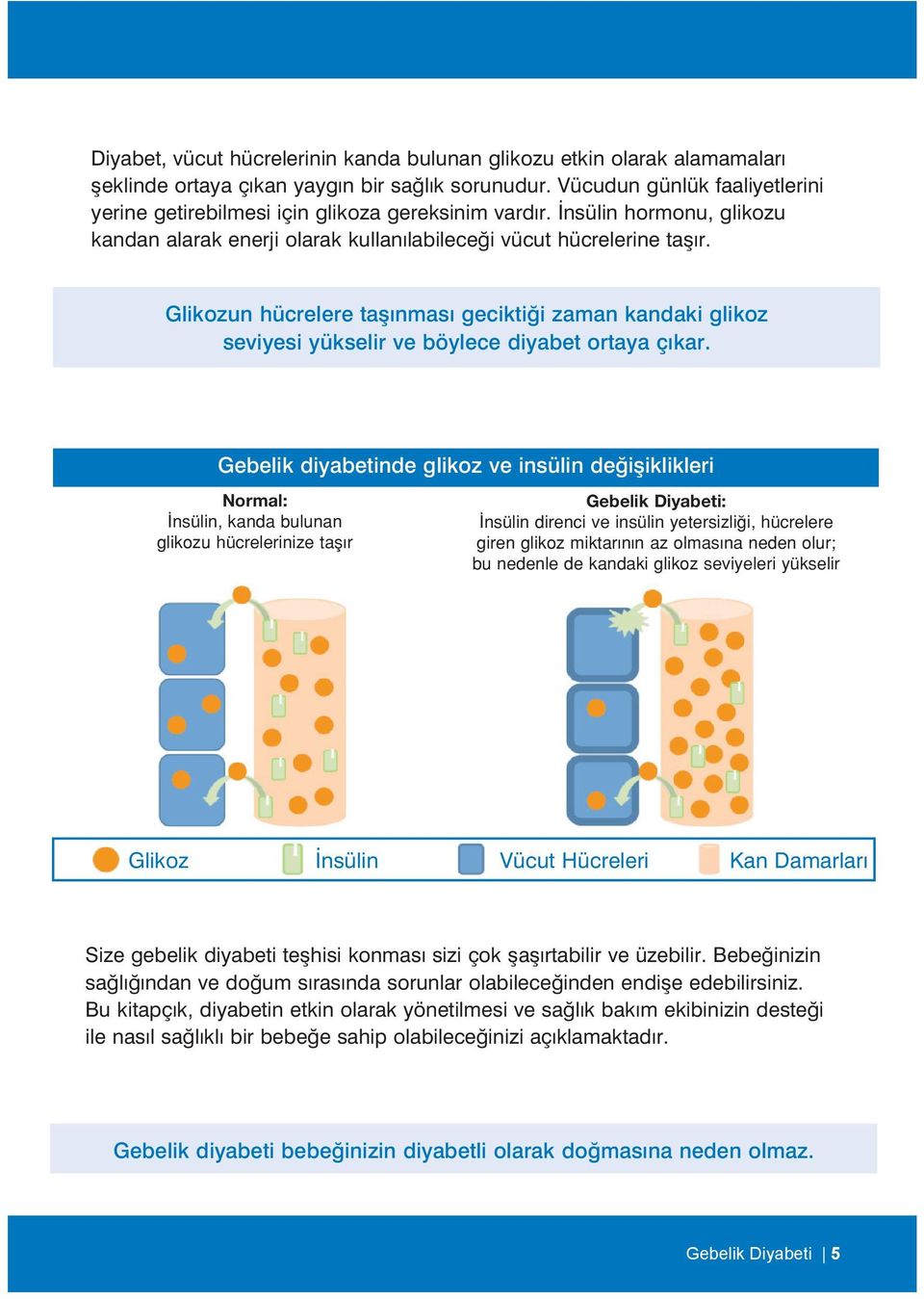 Glikozun hücrelere taşınması geciktiği zaman kandaki glikoz seviyesi yükselir ve böylece diyabet ortaya çıkar.