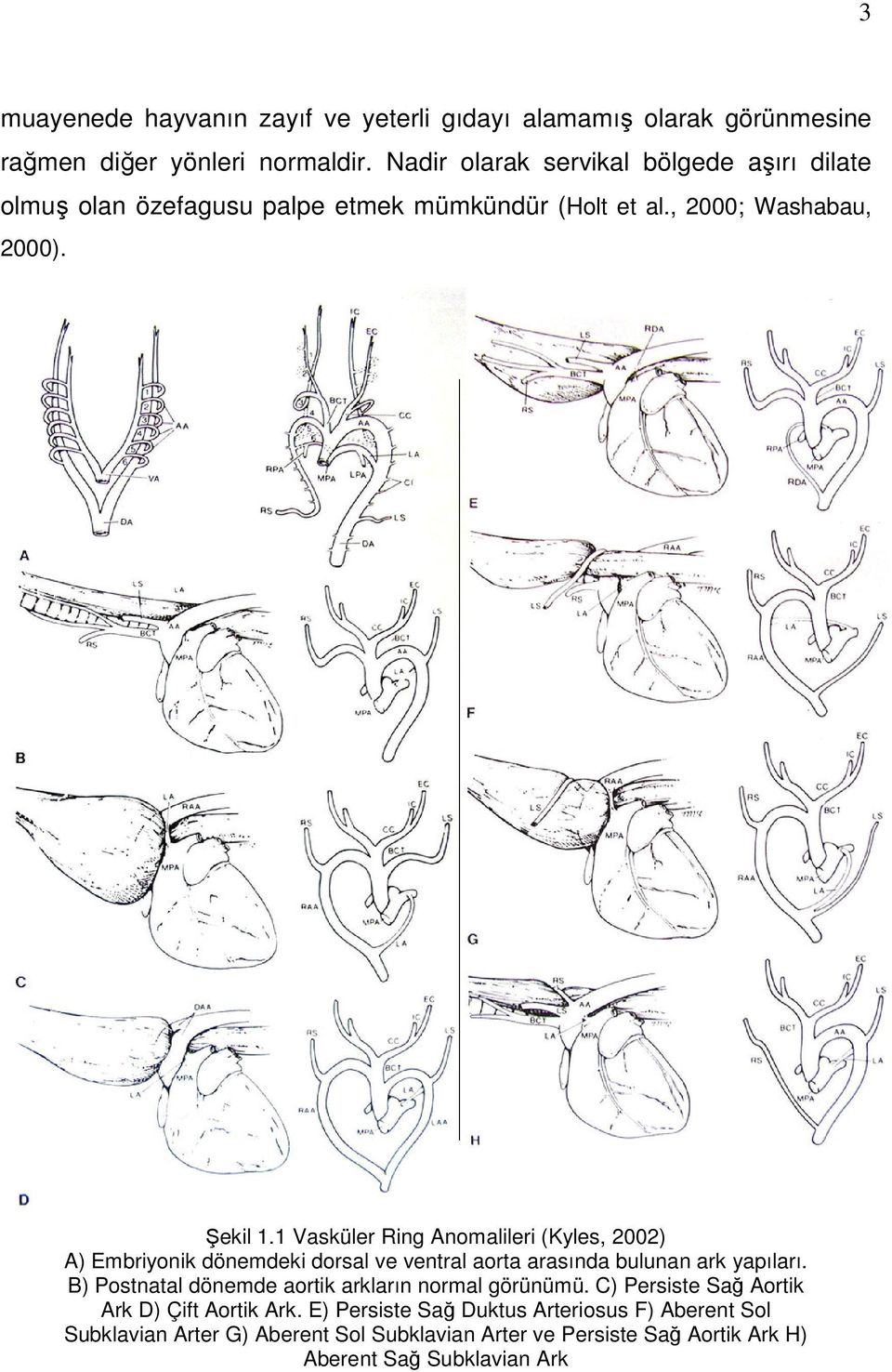 1 Vasküler Ring Anomalileri (Kyles, 2002) A) Embriyonik dönemdeki dorsal ve ventral aorta arasında bulunan ark yapıları.