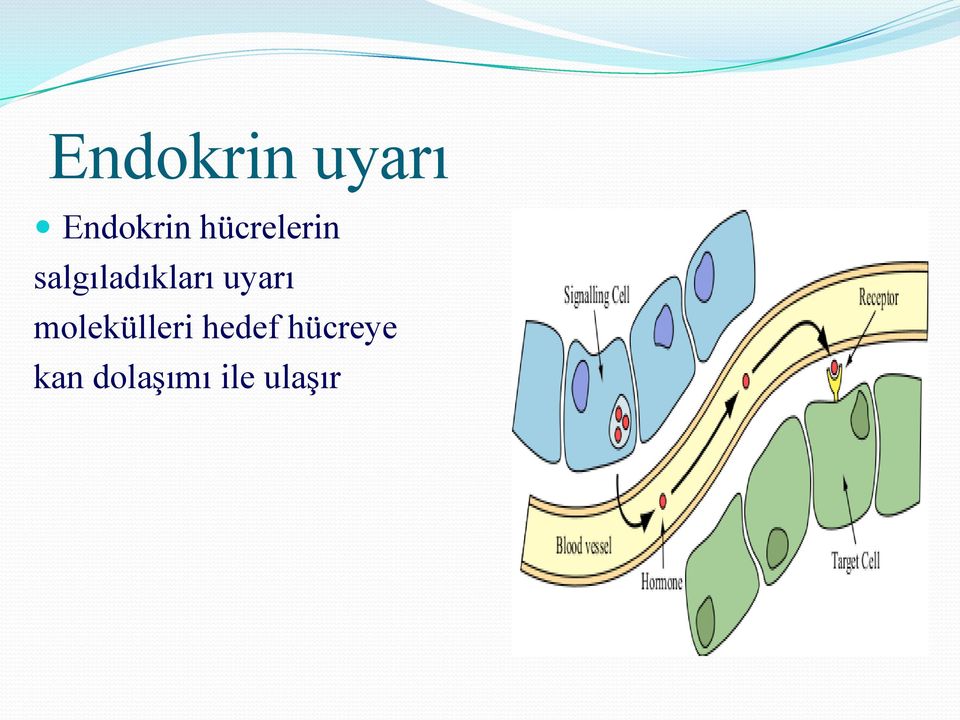 uyarı molekülleri hedef