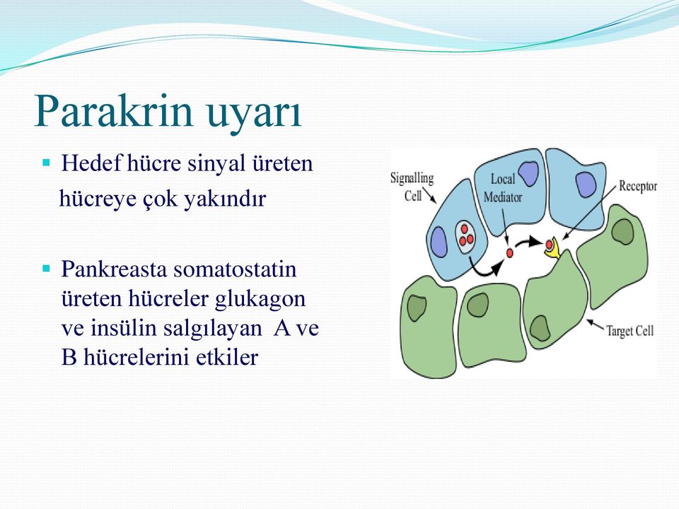 somatostatin üreten hücreler glukagon