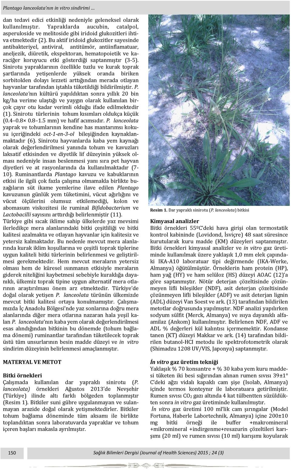 Bu aktif iridoid glukozitler sayesinde antibakteriyel, antiviral, antitümör, antiinflamatuar, aneljezik, diüretik, ekspektoran, hematopoietik ve karaciğer koruyucu etki gösterdiği saptanmıştır (3-5).