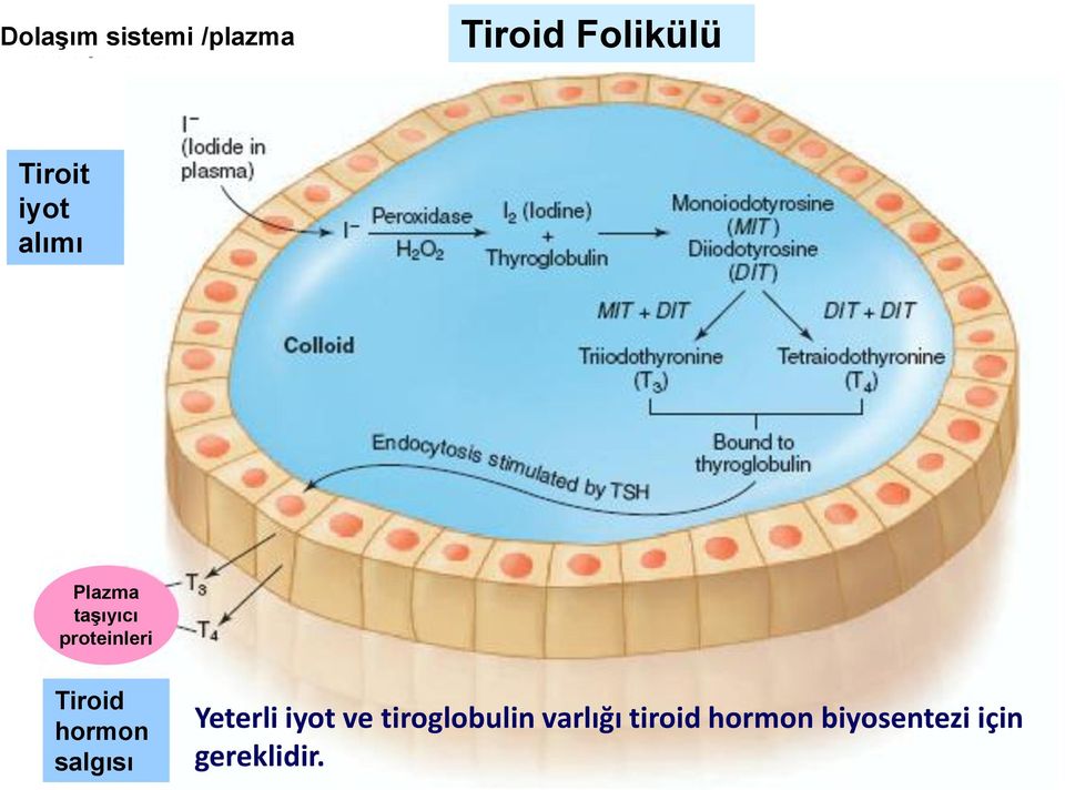 hormon salgısı Yeterli iyot ve tiroglobulin