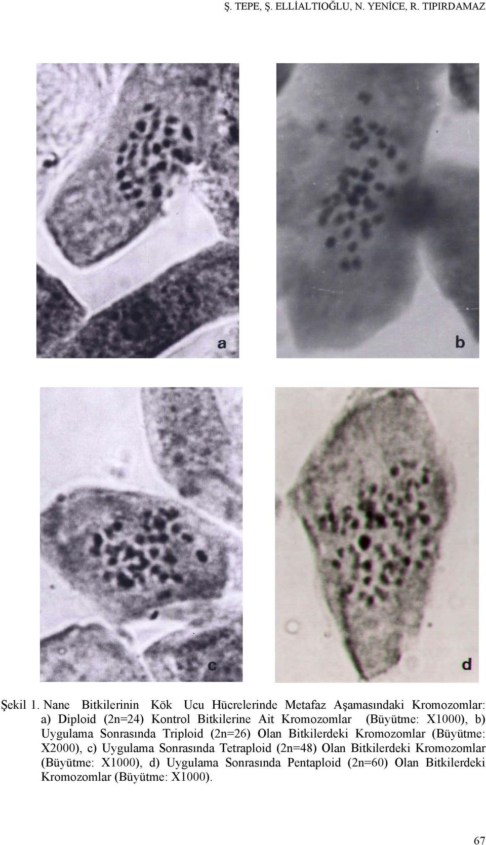 Kromozomlar (Büyütme: X1000), b) Uygulama Sonrasında Triploid (2n=26) Olan Bitkilerdeki Kromozomlar (Büyütme: X2000),