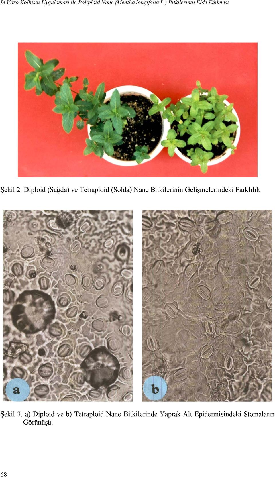 Diploid (Sağda) ve Tetraploid (Solda) Nane Bitkilerinin Gelişmelerindeki