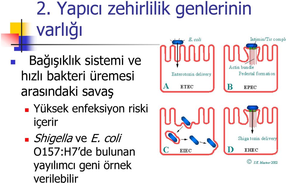 Yüksek enfeksiyon riski içerir Shigella ve E.