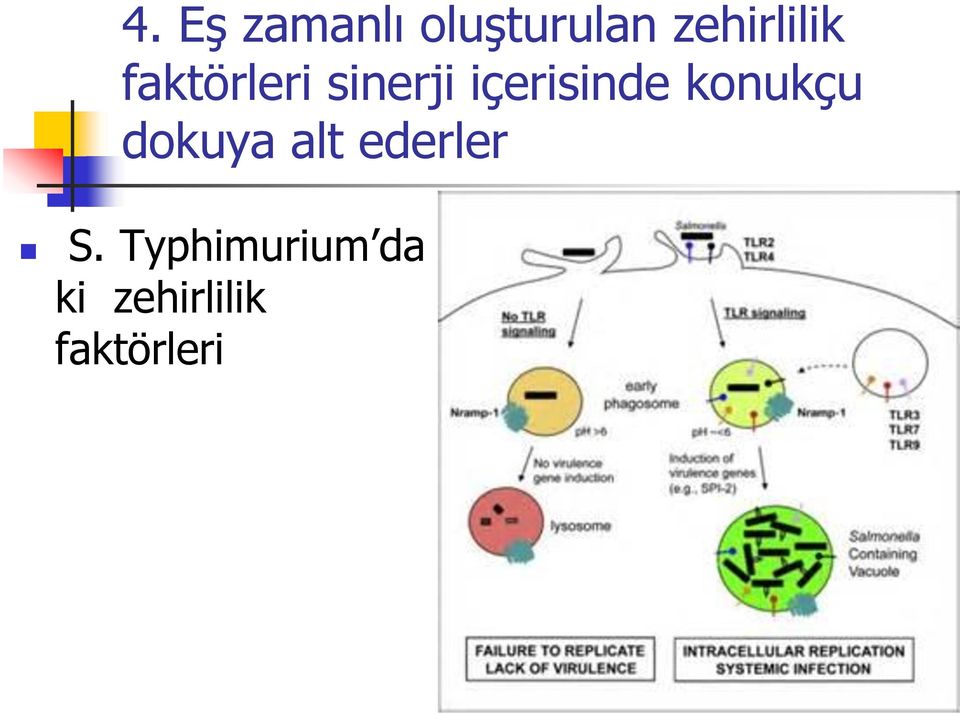 içerisinde konukçu dokuya alt