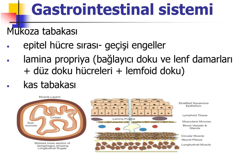 propriya (bağlayıcı doku ve lenf damarları +