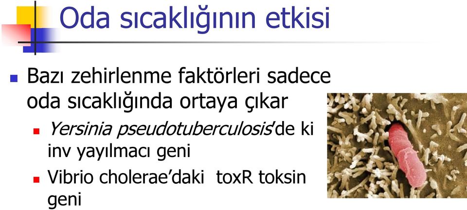 çıkar Yersinia pseudotuberculosis de ki inv