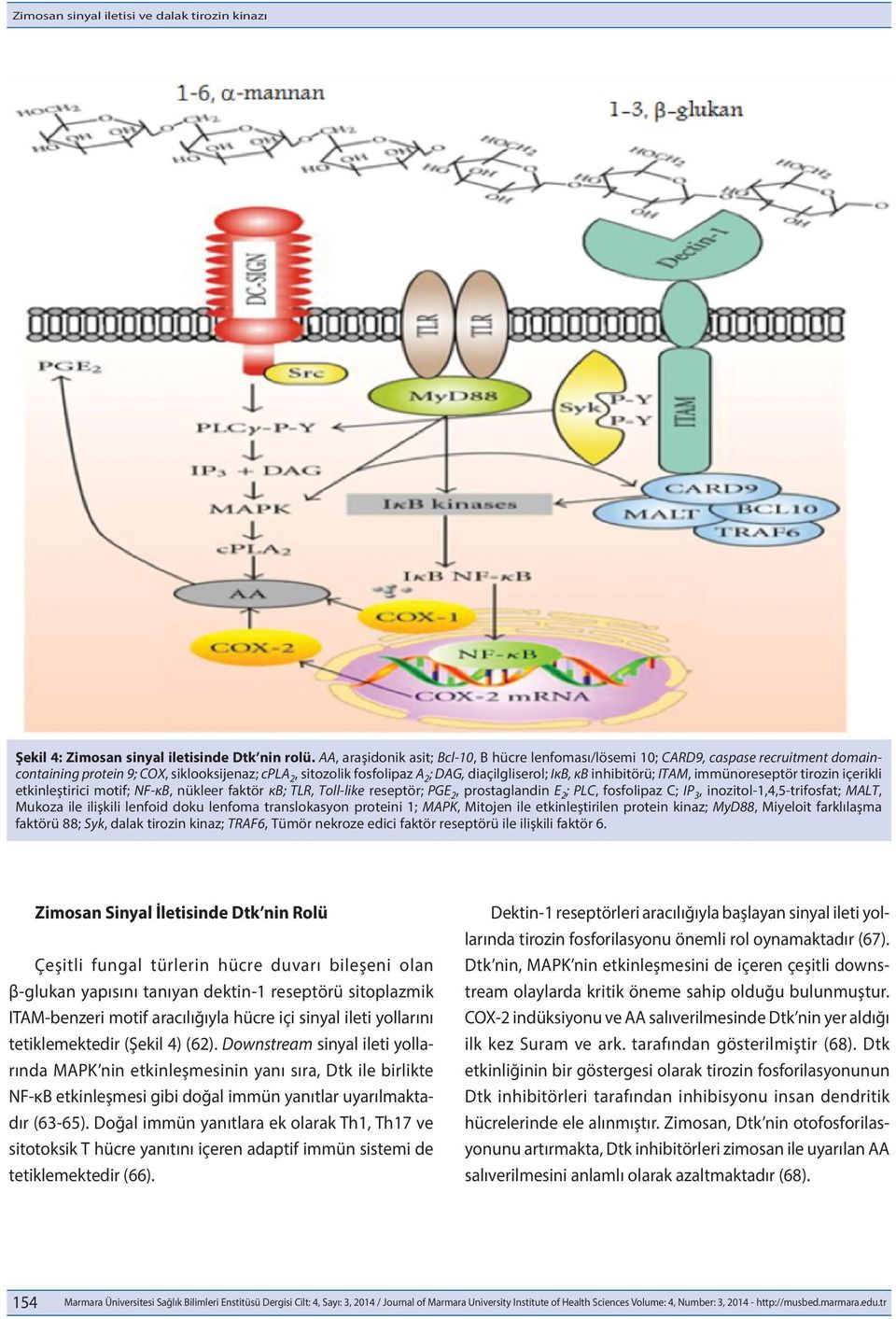 inhibitörü; ITAM, immünoreseptör tirozin içerikli etkinleştirici motif; NF-κB, nükleer faktör κb; TLR, Toll-like reseptör; PGE 2, prostaglandin E 2 ; PLC, fosfolipaz C; IP 3,