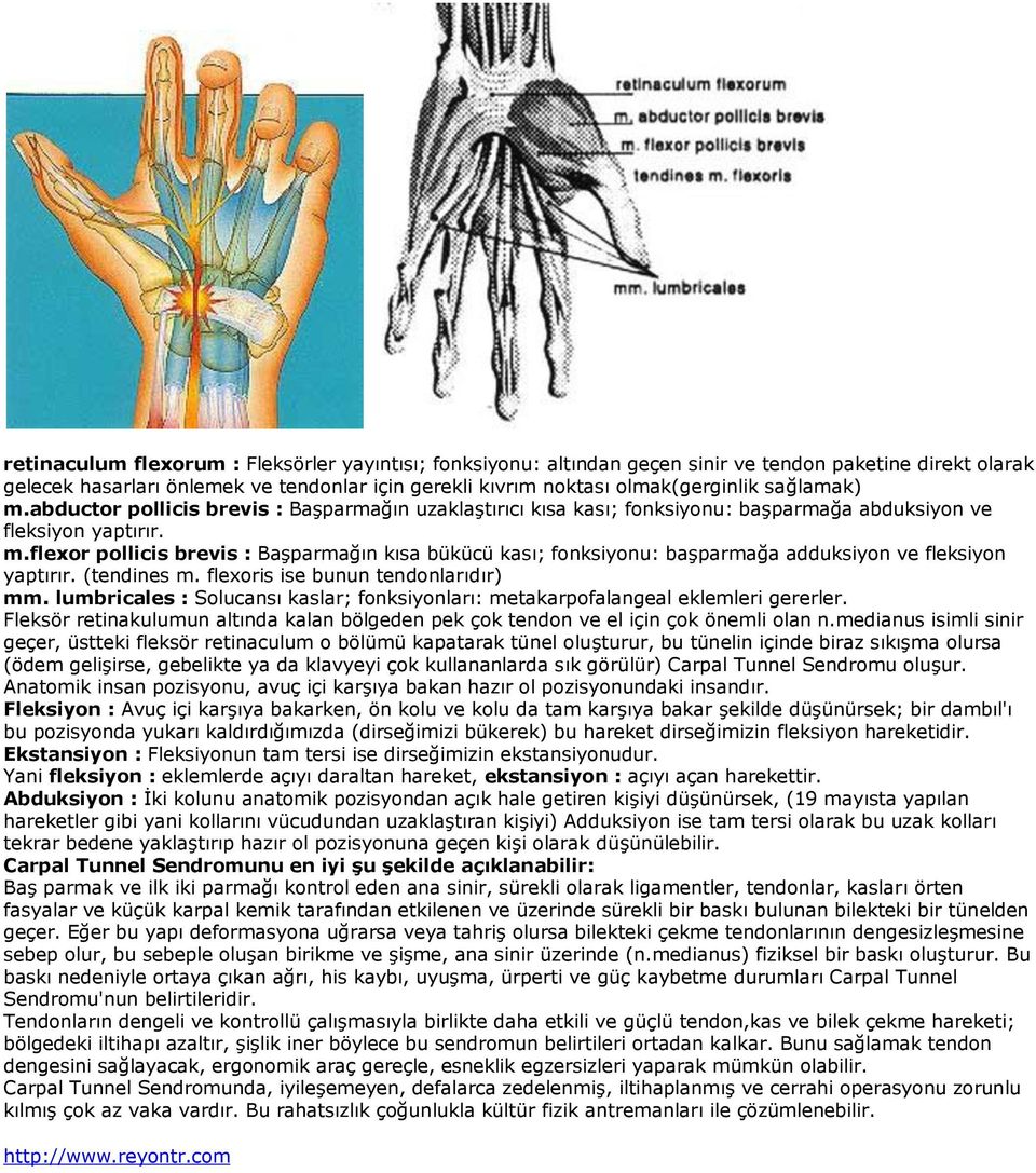 (tendines m. flexoris ise bunun tendonlarıdır) mm. lumbricales : Solucansı kaslar; fonksiyonları: metakarpofalangeal eklemleri gererler.
