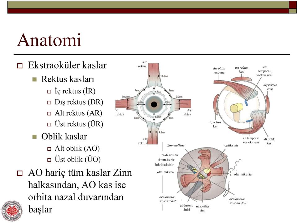 sinir alt temporal vorteks veni alt oblik kas Üst oblik (ÜO) AO hariç tüm kaslar Zinn halkasından, AO kas ise orbita nazal duvarından başlar