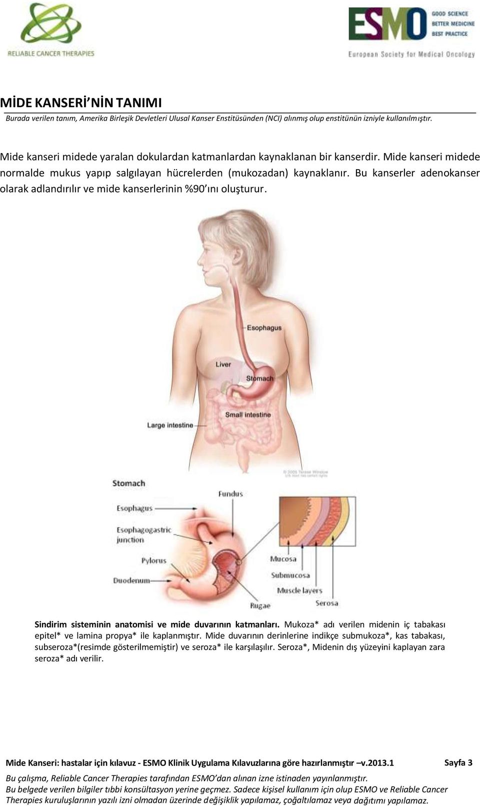 Bu kanserler adenokanser olarak adlandırılır ve mide kanserlerinin %90 ını oluşturur. Sindirim sisteminin anatomisi ve mide duvarının katmanları.