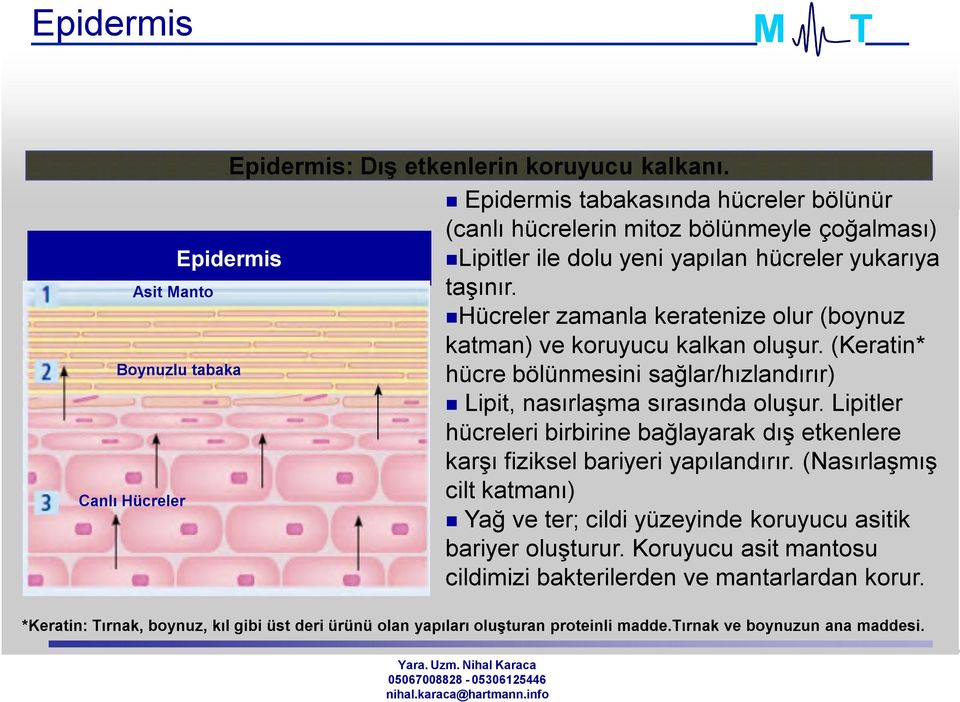 Hücreler zamanla keratenize olur (boynuz katman) ve koruyucu kalkan oluşur. (Keratin* hücre bölünmesini sağlar/hızlandırır) Lipit, nasırlaşma sırasında oluşur.