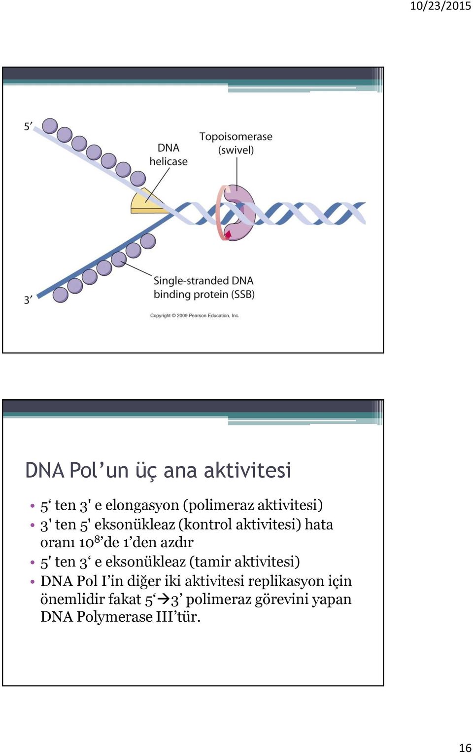 3 e eksonükleaz (tamir aktivitesi) DNA Pol I in diğer iki aktivitesi