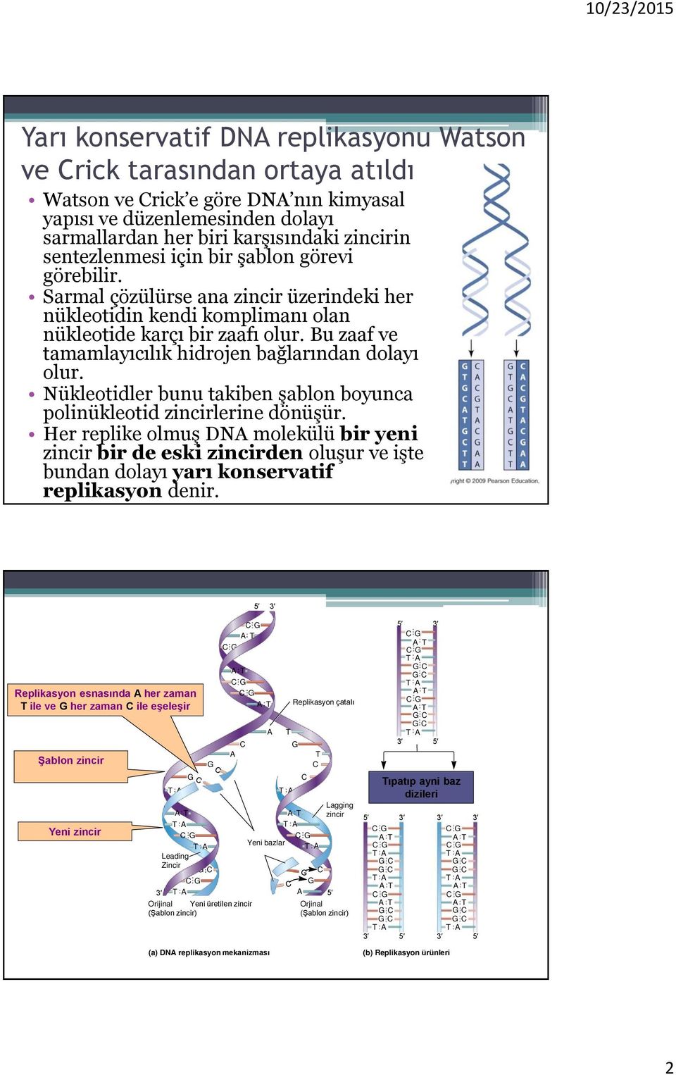 Bu zaaf ve tamamlayıcılık hidrojen bağlarından dolayı olur. Nükleotidler bunu takiben şablon boyunca polinükleotid zincirlerine dönüşür.