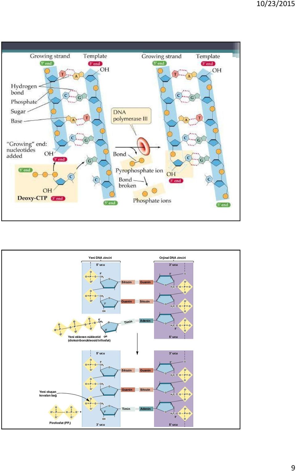 trifosfat) ucu ucu ucu P CH 2 Sitozin Guanin H 2C P Yeni oluşan kovalan bağ P CH 2