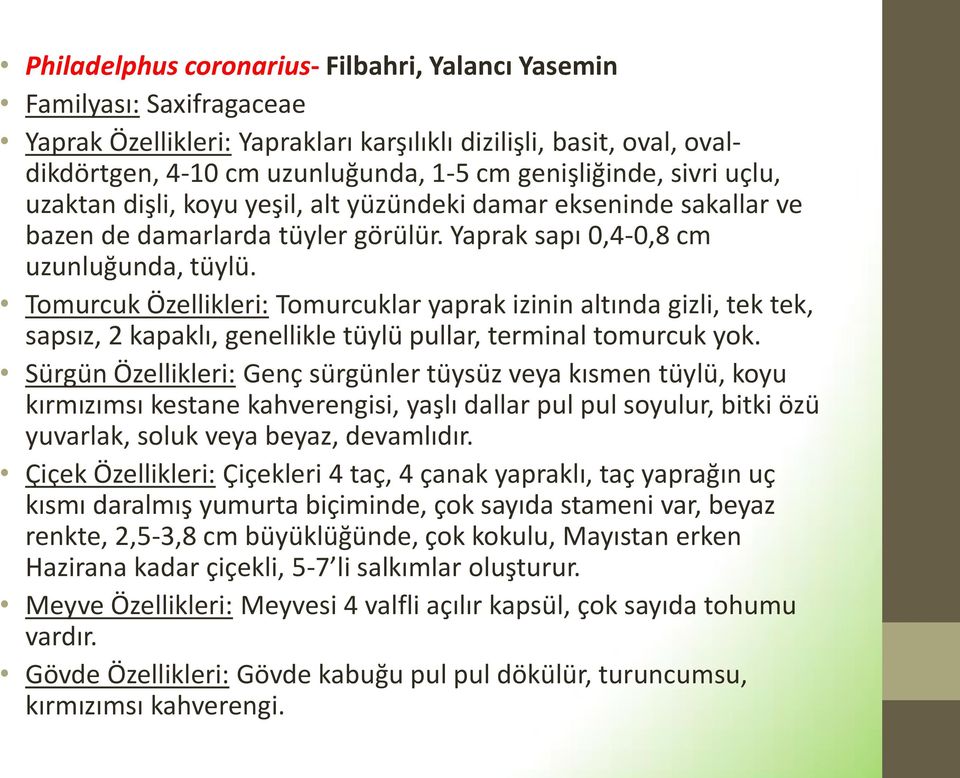 Tomurcuk Özellikleri: Tomurcuklar yaprak izinin altında gizli, tek tek, sapsız, 2 kapaklı, genellikle tüylü pullar, terminal tomurcuk yok.