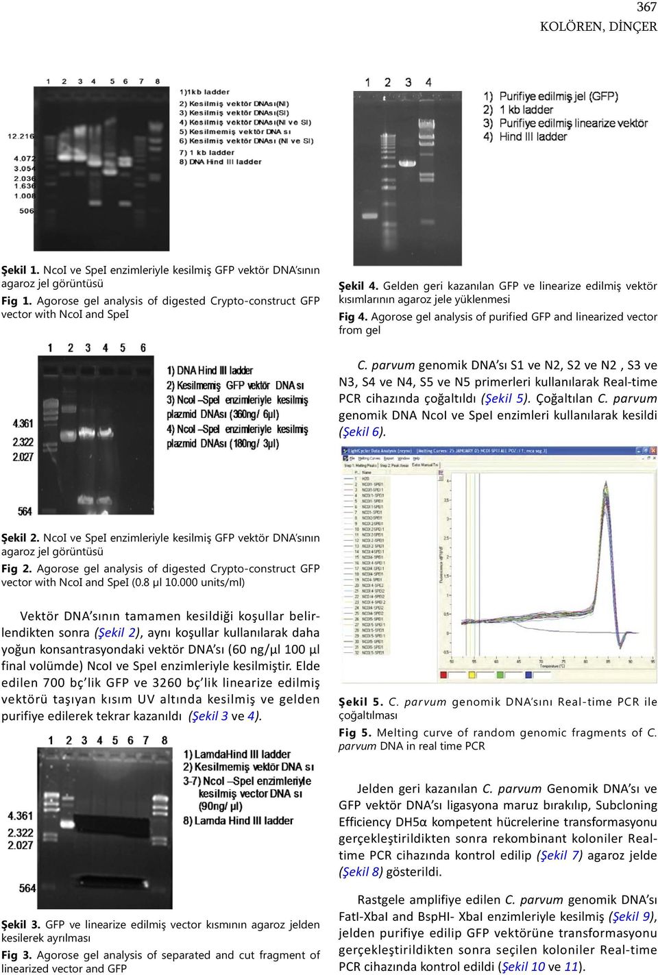 Agorose gel analysis of purified GFP and linearized vector from gel C.