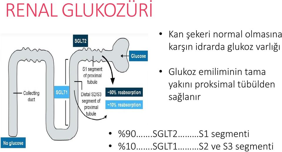 emiliminin tama yakını proksimal tübülden