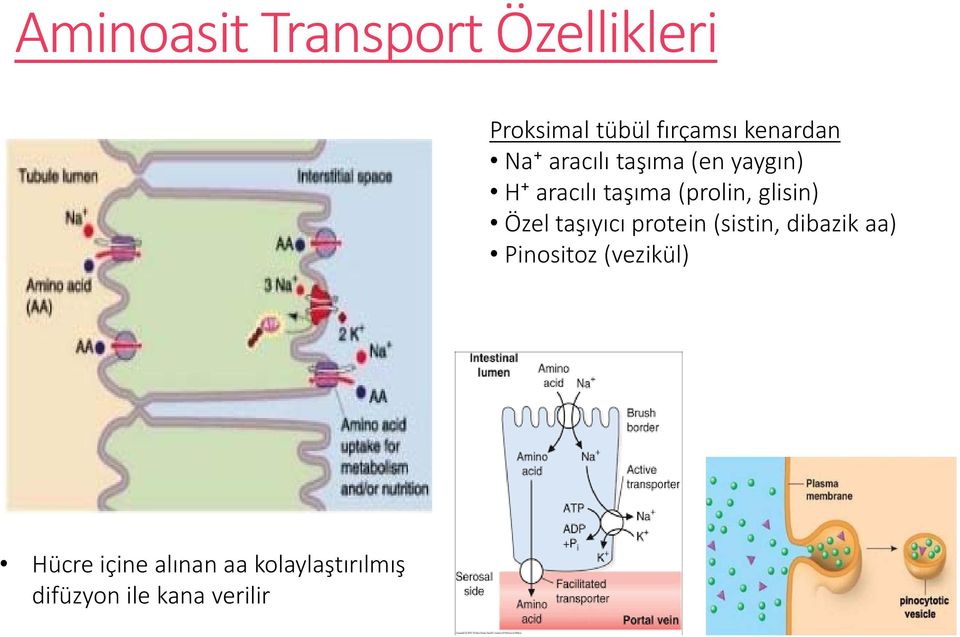 (prolin, glisin) Özel taşıyıcı protein (sistin, dibazik aa)